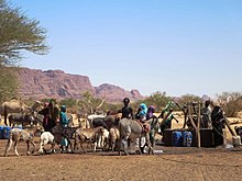 Huttes et animaux réunis dans un village traditionnel tchadien, devant les montagnes