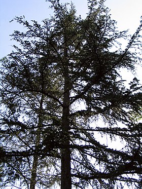 Cedrus deodara