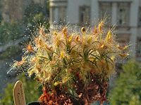 Drosera scorpioides