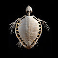 Esqueleto de tartaruga-marinha-comum