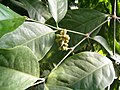 Seed cones of Gnetum