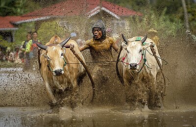 Pacu jawi, olahraga tradisional dari Kabupaten Tanah Datar, Sumatera Barat, Indonesia. Dalam acara ini, sepasang sapi berlari di lintasan sawah berlumpur dengan panjang sekitar 60–250 meter, sementara seorang joki berdiri di belakangnya dengan memegang kedua sapi.