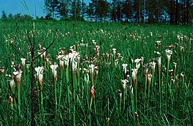 Campo coberto por Sarracenia leucophylla