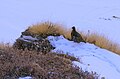 Snow partridge