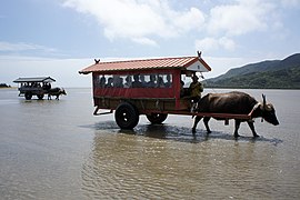 由布島の水牛車