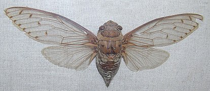 Megapomponia intermedia spécimen du Musée zoologique de Saint-Pétersbourg