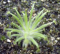 Drosera dilatato-petiolaris