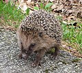 European hedgehog