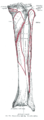 Sağ bacak kemikleri (anatomik terimlerle).
