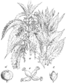 Velika kopriva. (Úrtica dioíca.) Illustration #300 in: Martin Cilenšek: Naše škodljive rastline, Celovec (1892)