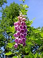 Digitalis purpurea