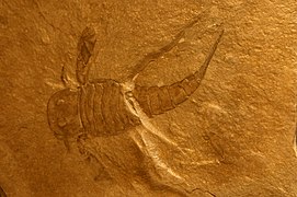 Exemple de fossile bien conservé