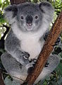 Koala wadon ingkang manggén wonten ing Billabong Koala Park
