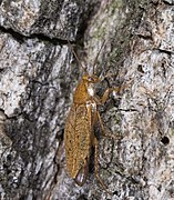 Blattodea - Ectobius pallidus