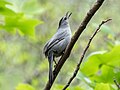 Image 20Gray catbird watching a hawk fly overhead in the Brooklyn Botanic Garden