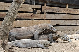 Komodo di Taman Nasional Komodo.jpg