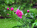 Paeonia lactiflora