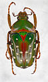 Espèce de scarabée africain étudiée par Olivier: Stephanorrhina guttata Olivier, 1789.