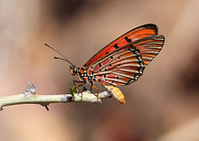 Acraea aglaonice