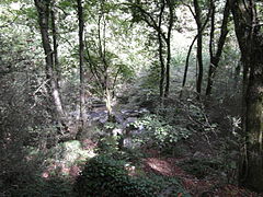 Forêt autour des cuves de Sassenage.