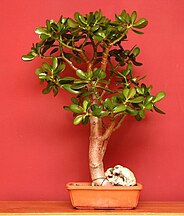 C. ovata as an indoor bonsai