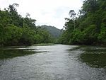 River surrounded by forest