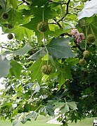 Fruits et feuilles en été.