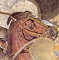Frentera on Alexander the Great's horse Bucephalus, depicted in the Alexander Mosaic