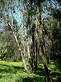 Eucalyptus albens