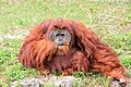 Orangután macho.