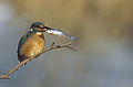 Eisvogel mit Gründling