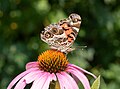 Image 81American lady butterfly on a purple coneflower
