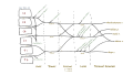 The brachial plexus, including all branches of the C5-T1 ventral primary rami. Includes mnemonics for learning the plexus's connections and branches.