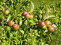 Ripe apples (Malus domestica)