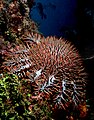 Acanthaster planci, Timor.