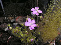 Drosera stricticaulis