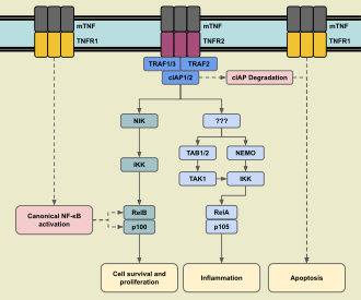 Diagram of TNFR2 signaling pathways