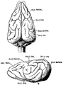 Cerveau