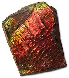 Ammolite