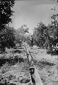 Orange groves at Bir Salim