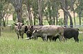 Greyman steers on the left and in the foreground, Walcha