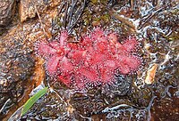 Drosera trinervia