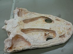 Cranio di Metoposaurus, in vista ventrale