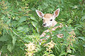 Fawn hiding in nettles