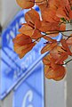 Laranja koloreko brakteadun Bougainvillea spectabilis.