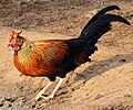 Die Sri Lankaanse oerwoudhoender (Gallus lafayetii) is Sri Lanka se nasionale voël