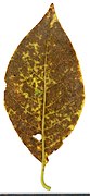 2020 year. Herbarium. Salix caprea. img-004.jpg
