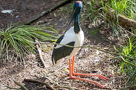 Black-necked stork