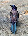 Image 92Common grackle showing off its iridescence in Central Park