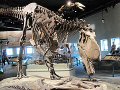 Squelette de Daspletosaurus.